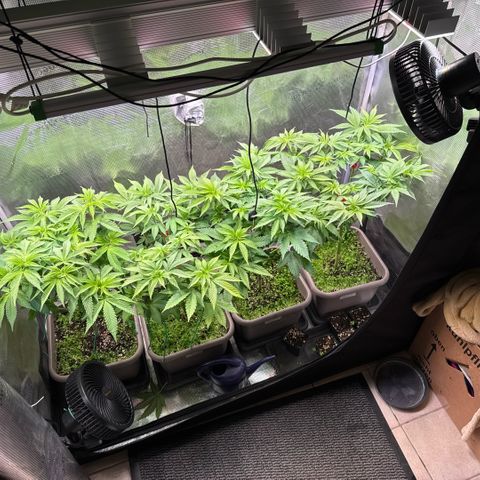 Gelato Strain growlog timeline photo