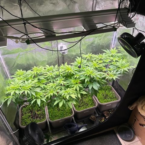 Gelato Strain growlog timeline photo