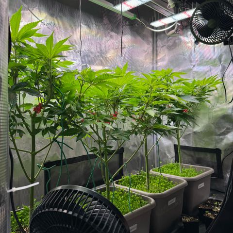 Gelato Strain growlog timeline photo