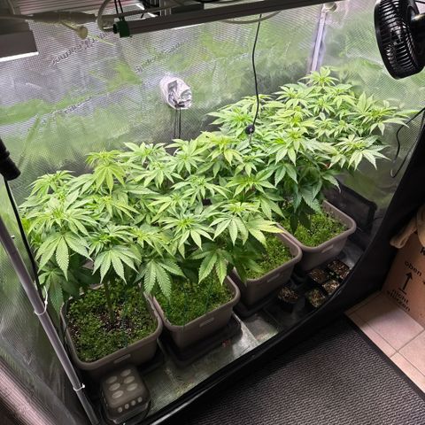 Gelato Strain growlog photo: Licht auf 70% erhöht 