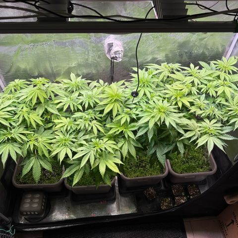 Gelato Strain growlog photo: Licht auf 70% erhöht 