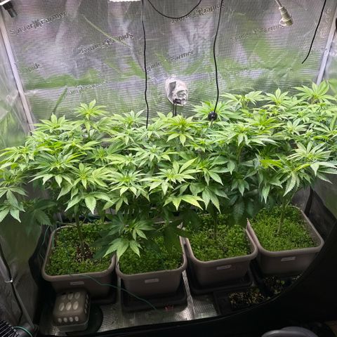 Gelato Strain growlog timeline photo
