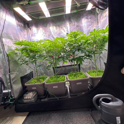 Gelato Strain growlog timeline photo