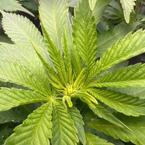 Gelato Strain growlog timeline photo