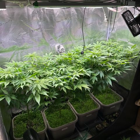 Gelato Strain growlog timeline photo