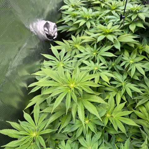Gelato Strain growlog timeline photo
