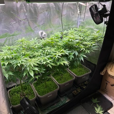 Gelato Strain growlog timeline photo