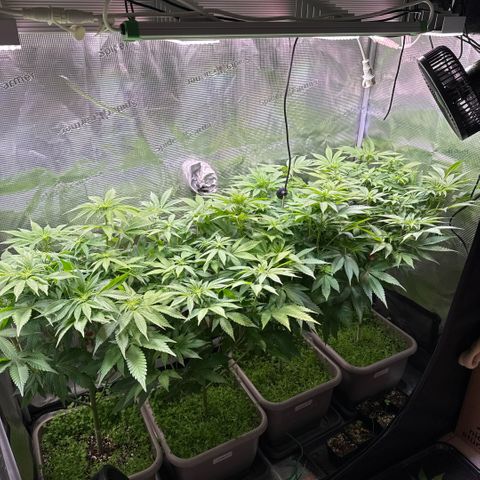 Gelato Strain growlog timeline photo