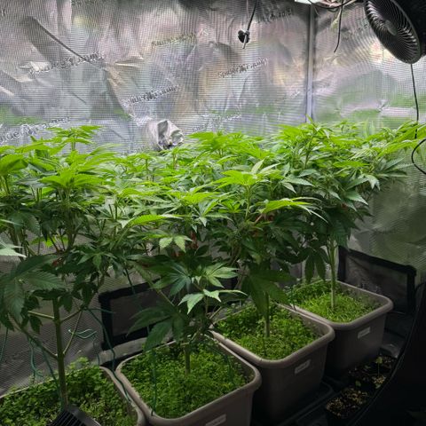 Gelato Strain growlog photo: Vorher 