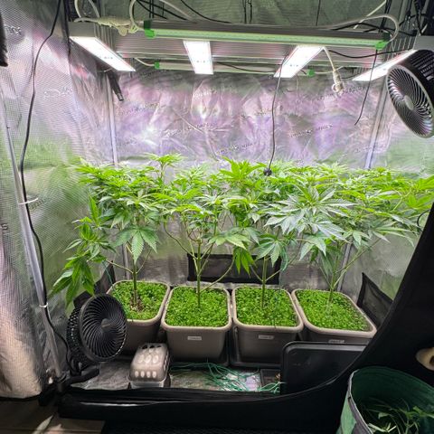 Gelato Strain growlog photo: Nachher 