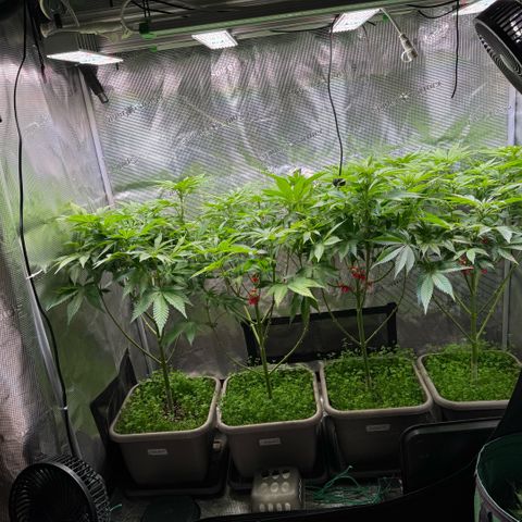 Gelato Strain growlog photo: Nachher 