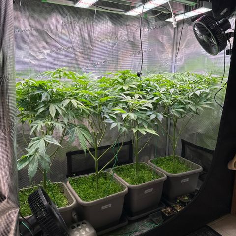 Gelato Strain growlog timeline photo