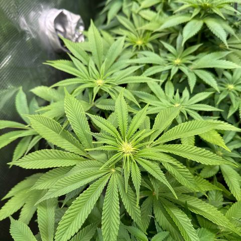 Gelato Strain growlog timeline photo