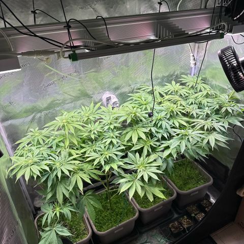 Gelato Strain growlog timeline photo