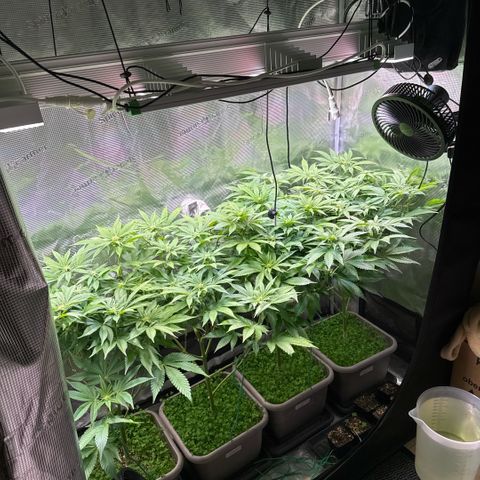 Gelato Strain growlog timeline photo