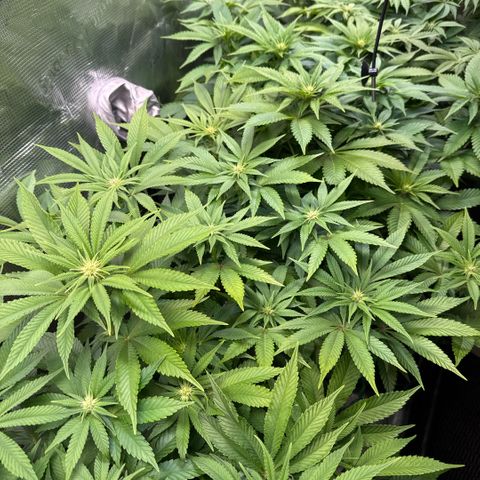 Gelato Strain growlog timeline photo