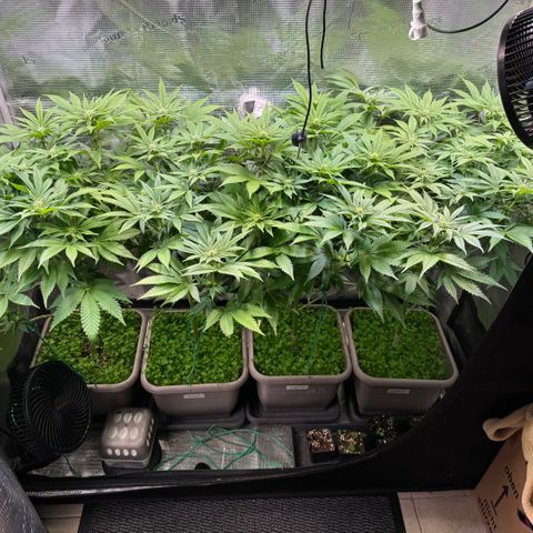 Gelato Strain growlog timeline photo