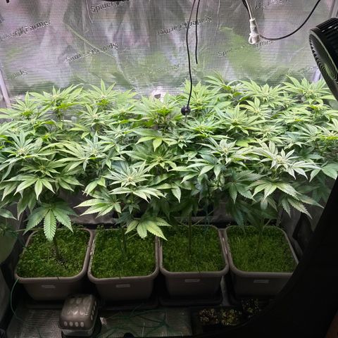 Gelato Strain growlog timeline photo