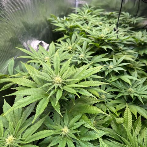 Gelato Strain growlog timeline photo