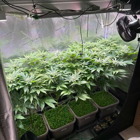 Gelato Strain growlog timeline photo