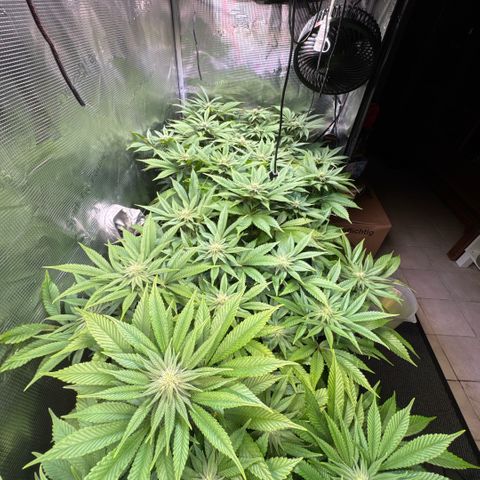 Gelato Strain growlog timeline photo