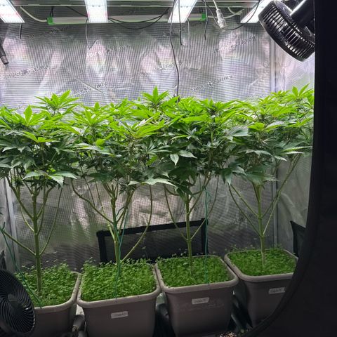 Gelato Strain growlog timeline photo