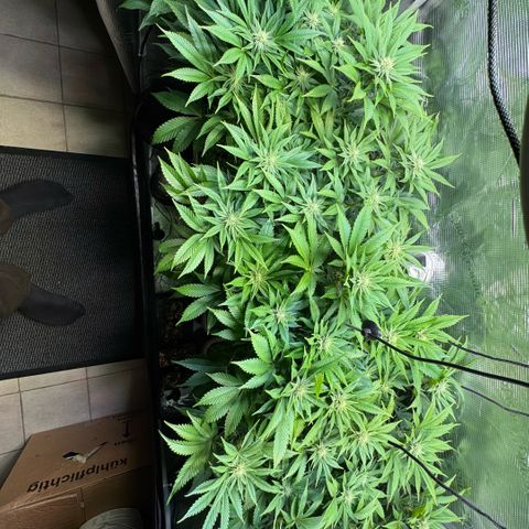 Gelato Strain growlog timeline photo