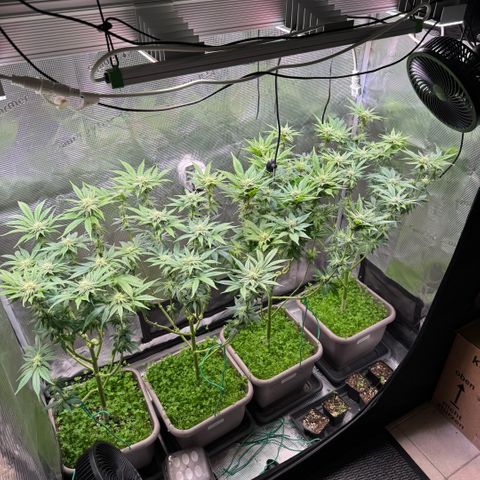 Gelato Strain growlog timeline photo