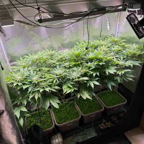 Gelato Strain growlog timeline photo