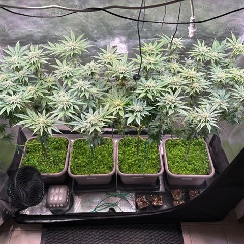 Gelato Strain growlog timeline photo