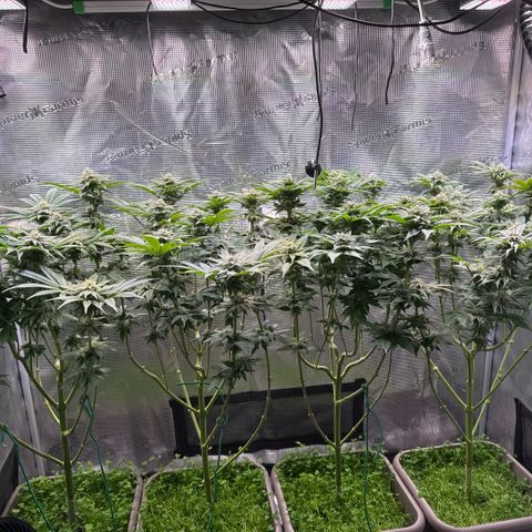 Gelato Strain growlog timeline photo