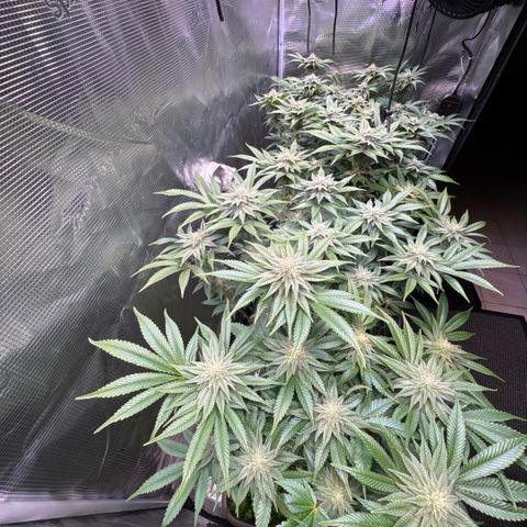 Gelato Strain growlog timeline photo