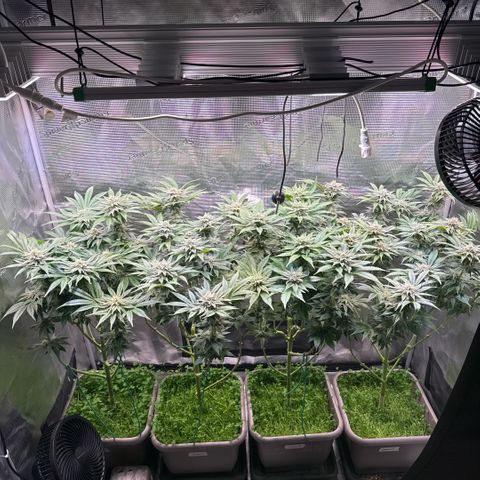 Gelato Strain growlog timeline photo