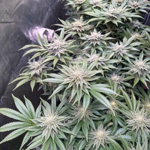 Gelato Strain growlog timeline photo