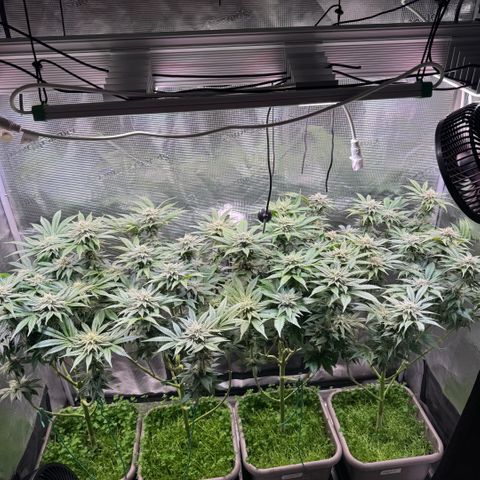 Gelato Strain growlog timeline photo