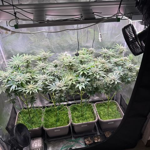 Gelato Strain growlog timeline photo