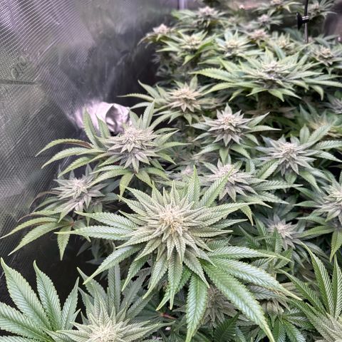 Gelato Strain growlog timeline photo