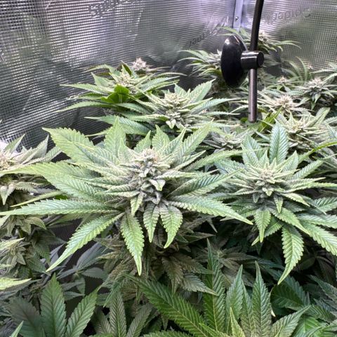 Gelato Strain growlog timeline photo