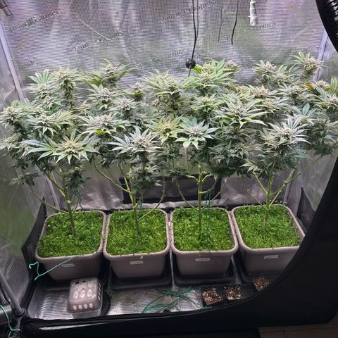 Gelato Strain growlog timeline photo