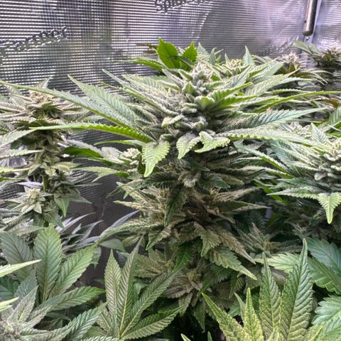 Gelato Strain growlog timeline photo