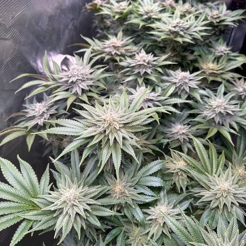 Gelato Strain growlog timeline photo