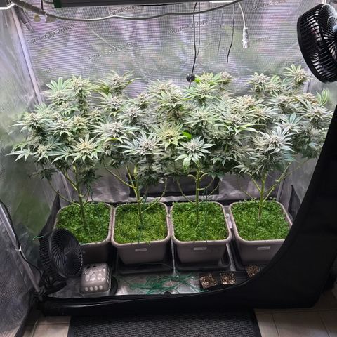 Gelato Strain growlog timeline photo