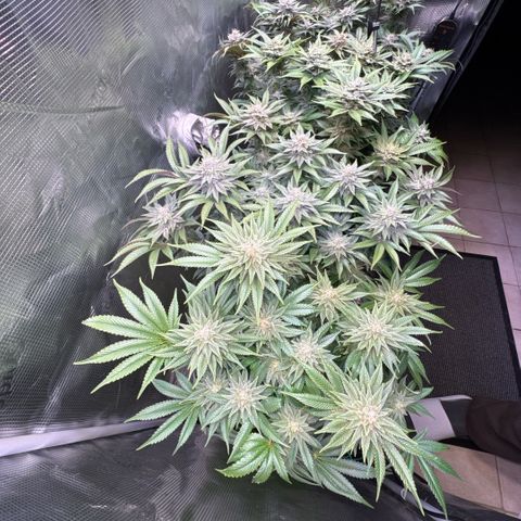 Gelato Strain growlog timeline photo