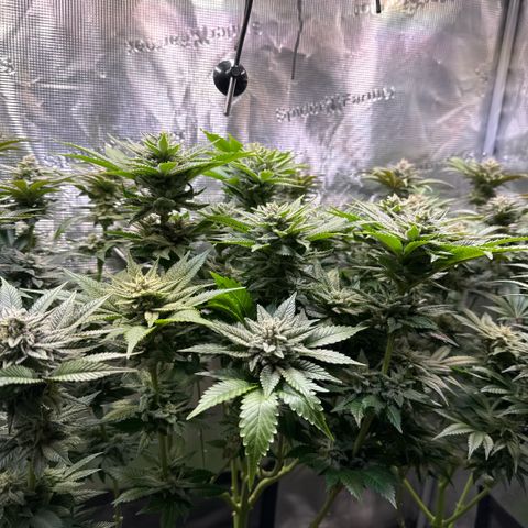 Gelato Strain growlog timeline photo