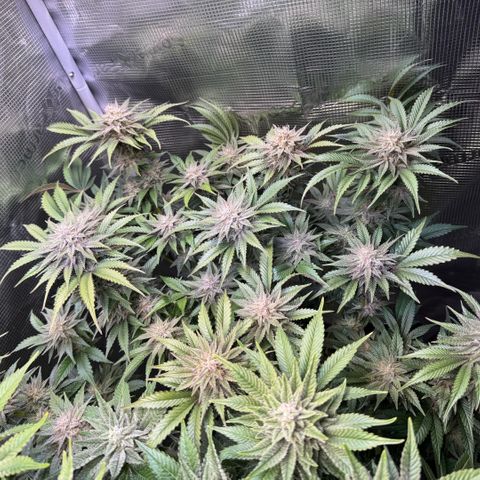Gelato Strain growlog timeline photo