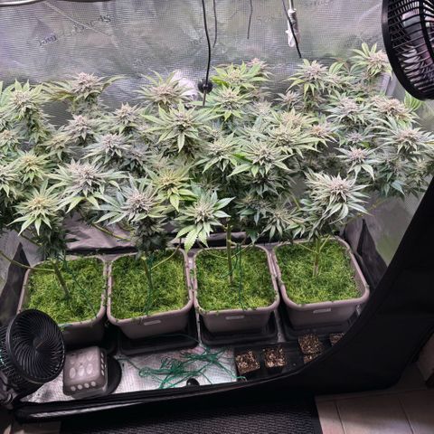 Gelato Strain growlog timeline photo