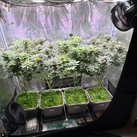 Gelato Strain growlog timeline photo
