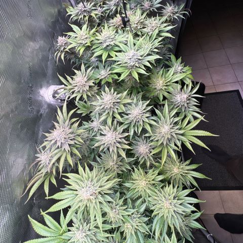 Gelato Strain growlog timeline photo