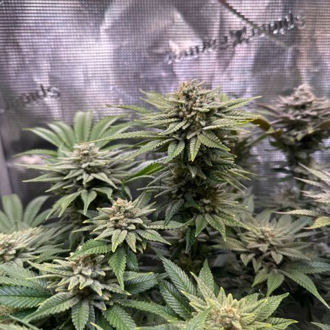 Gelato Strain growlog timeline photo