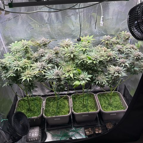 Gelato Strain growlog timeline photo